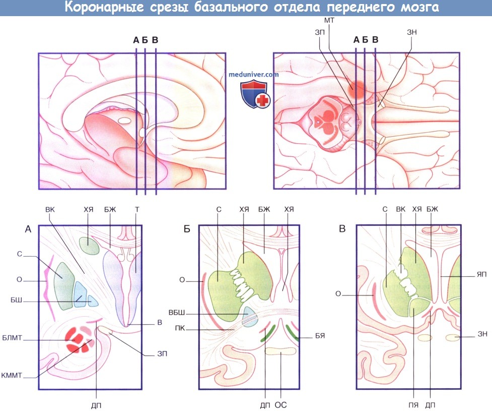 Коронарные срезы базального отдела переднего мозга на различных уровнях