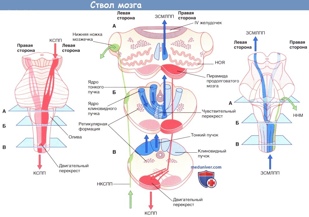Анатомия и топография ствола мозга