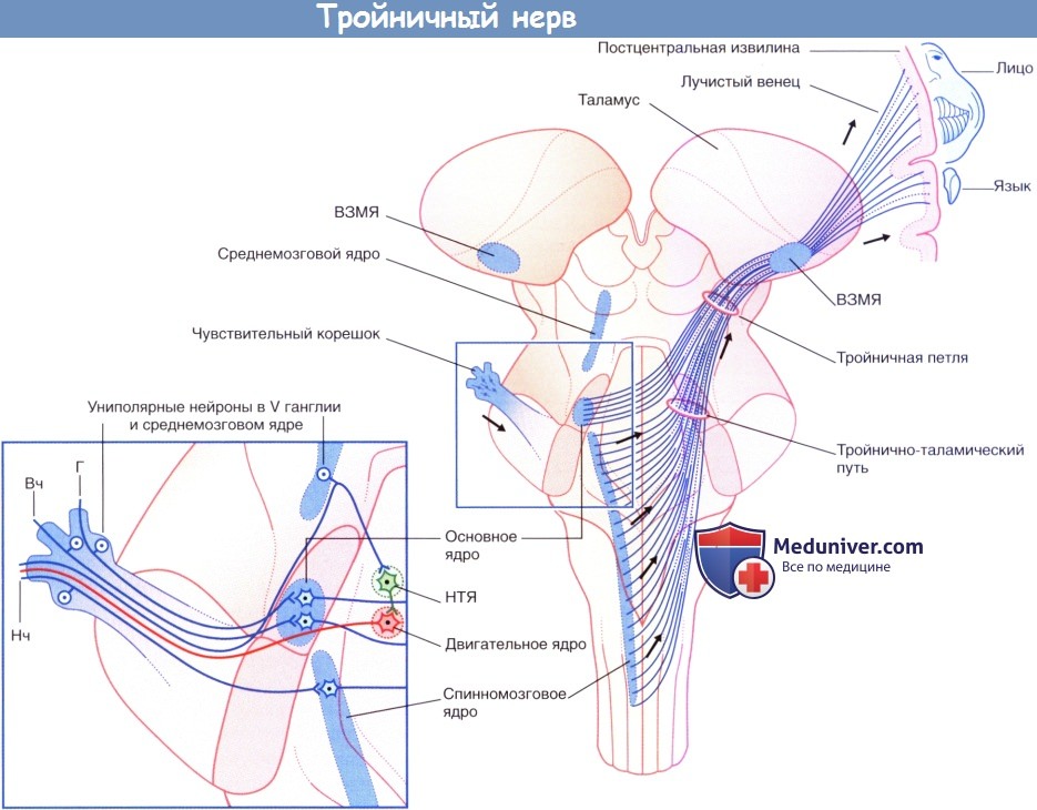 Первичные, вторичные, третичные чувствительные (V) афферентные волокна тройничного нерва