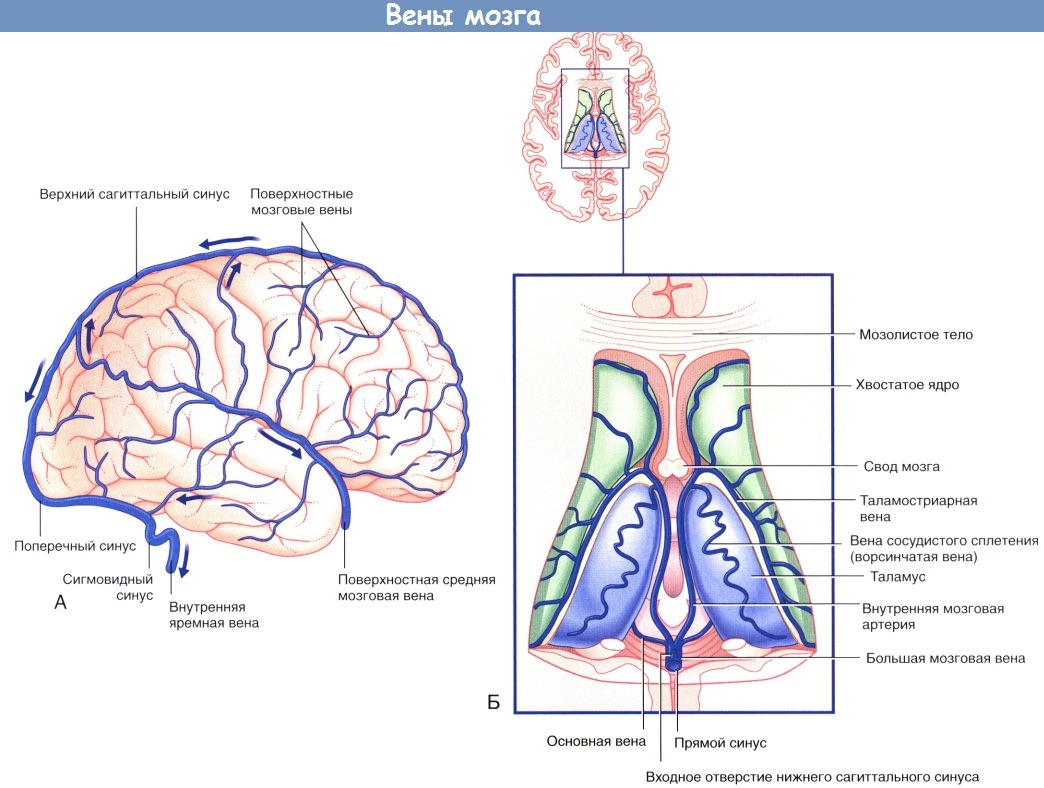 Вены мозга и его венозная система