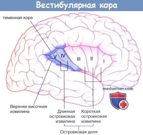 Вестибулярная кора головного мозга