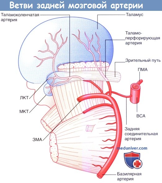 Центральные ветви задней мозговой артерии