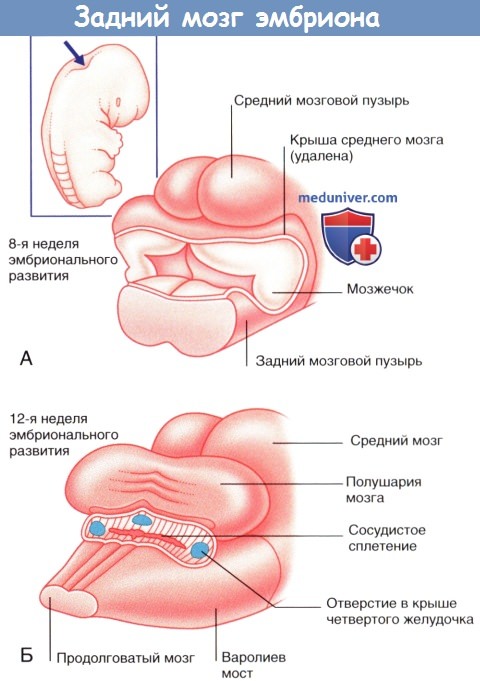 Задний мозг эмбриона