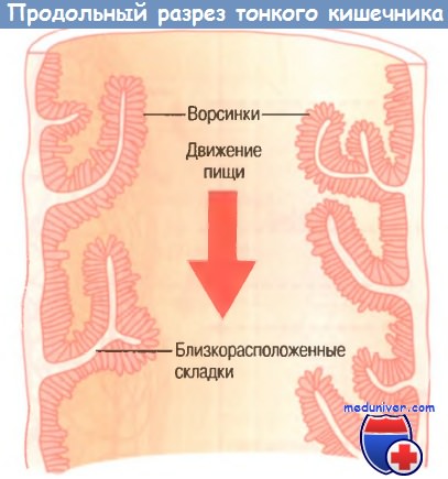 всасывание в кишечнике