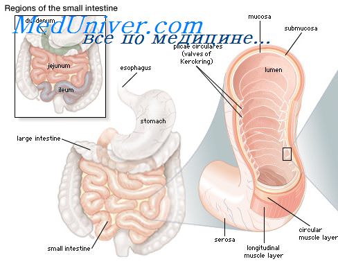 Витамины которые всасываются в толстом кишечнике thumbnail