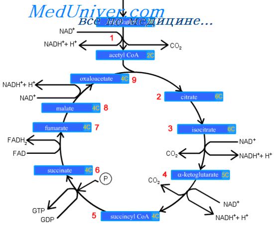 гликолиз глюкозы