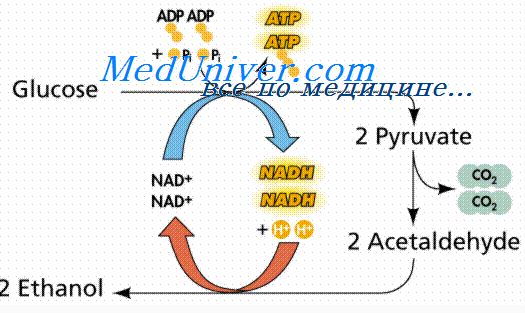 анаэробный гликолиз