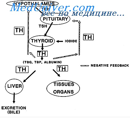 Тироксин влияет на поджелудочную железу thumbnail