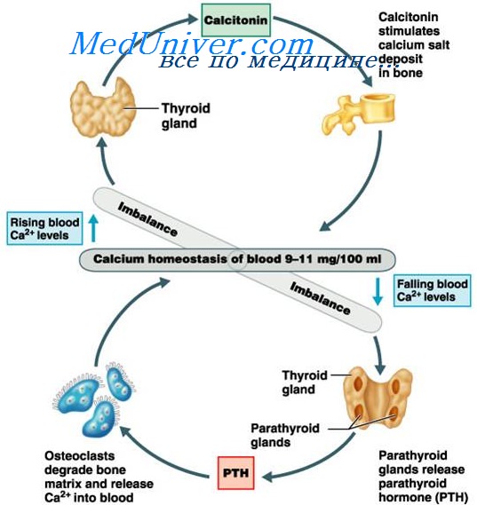 Схема регуляции инкреции кальцитонина и паратгормона