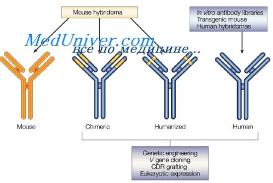 Антитела после иммуноглобулина. Комплементсвязывающие антитела. Моновалентные антитела. Взаимодействие антигена с антителом. Модификация аутоантител.