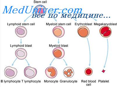 дифференцировка лимфоидных клеток