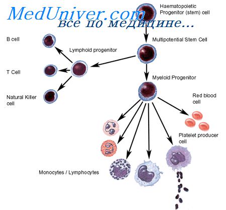 предшественники лимфоцитов