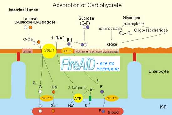 Углеводы и их роль в организме. Глюкоза. Гликоген.