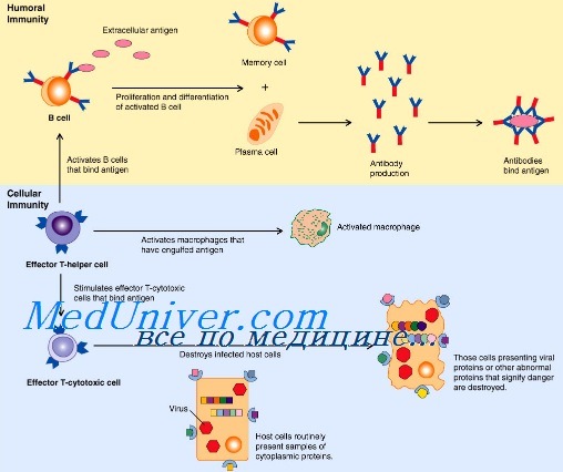 Распознавание патогенов клетками врожденного иммунитета thumbnail