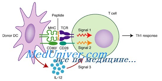 Лимфокины и роль в иммунитете thumbnail