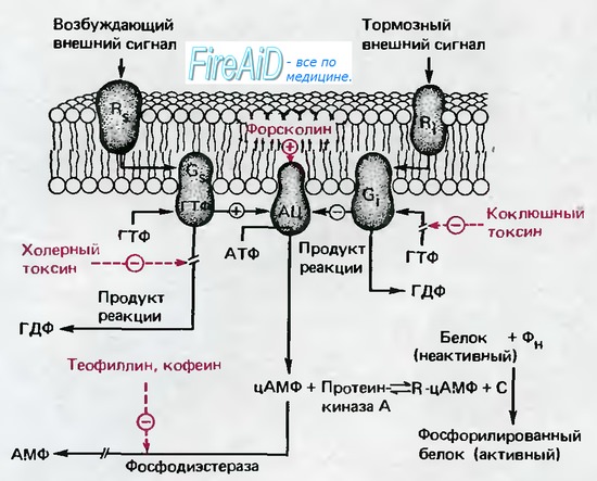 Циклический аденозинмонофосфат, цАМФ. цАМФ в регуляции функции клетки.