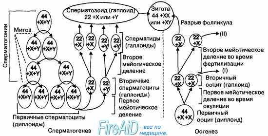 Репродуктивная функция человека. Гаметы. Схема сперматогенеза и оогенеза. Фертилизация.