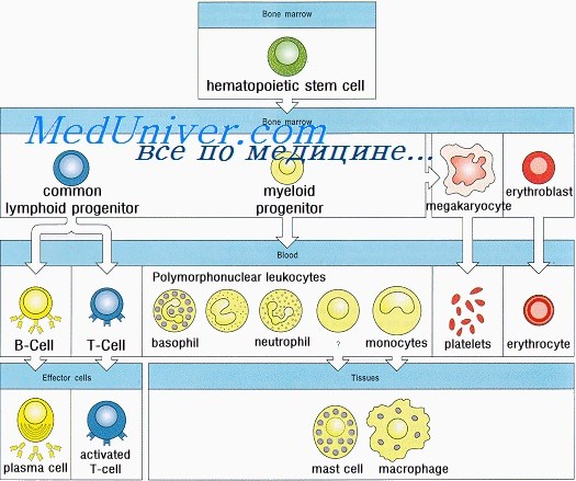 Как формируется иммунитет у плода thumbnail
