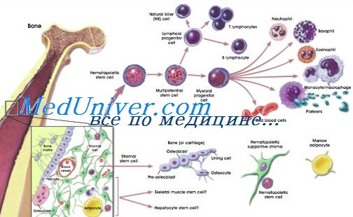 Стволовые клетки при анемий thumbnail