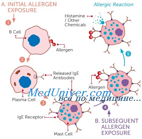 Дегрануляция тучных клеток при аллергии thumbnail