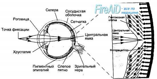 Зрительная сенсорная система. Зрительное восприятие. Оптическая система глаза. Рефракция.