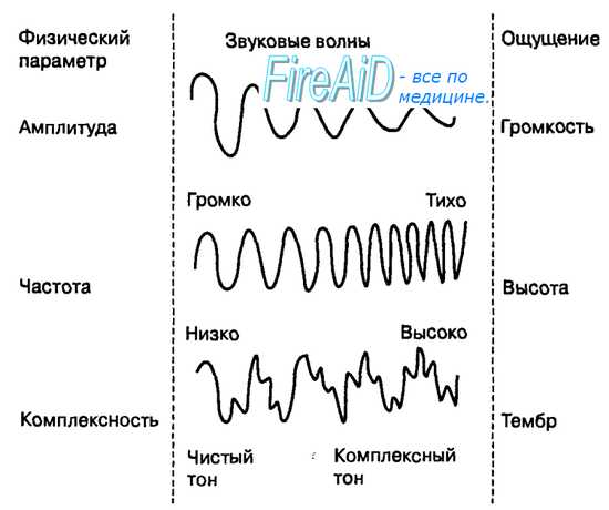 Слуховая сенсорная система. Функция слуховой системы. Психофизические характеристики звуковых сигналов. Звуковые волны.