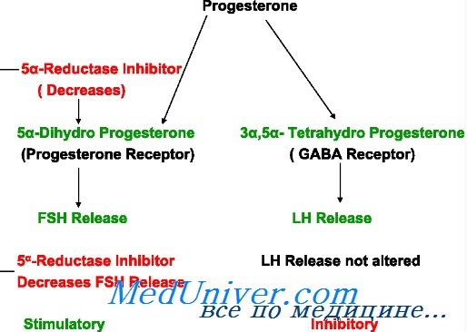 Прогестерон - синтез, метаболизм. Прогестероновые рецепторы
