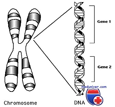 хромосомы человека