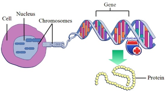 Нерасхождение хромосом человека и их синдромы thumbnail