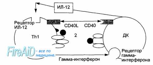 Представление антигена. Распознавание антигена. Взаимодействие Т-хелперов ( Тh1 ) с антигенпредставляющими клетками.