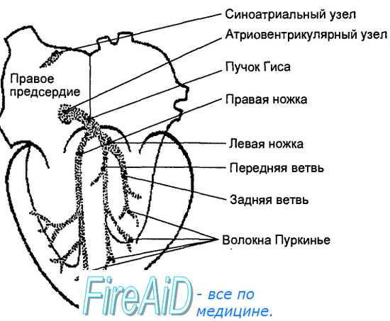 Проводящая система сердца. Пучок Гиса. Узел Ашоффа—Тавары. Синусно-предсердный узел. Узел Гиса—Фляка—Коха