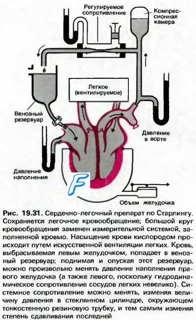 Холинергические механизмы регуляции сердца. Влияние ацетилхолина на сердце.