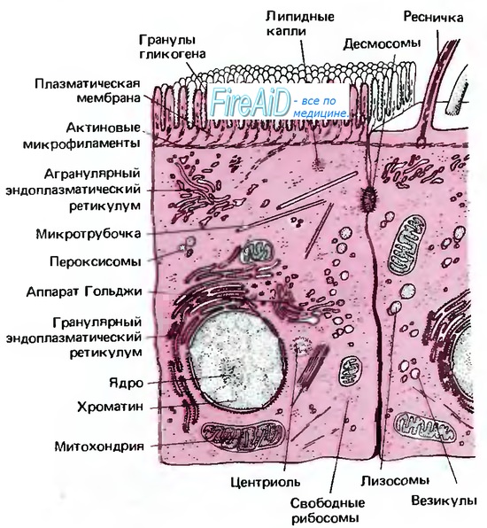 Мембранные системы внутриклеточных органелл ( аппарта Гольджи, митохондрий, ядра ).