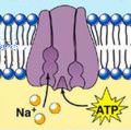 транспорт ионов через мембрану клетки
