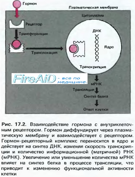 Механизм действия стероидных гормонов. Геномный механизм действия.