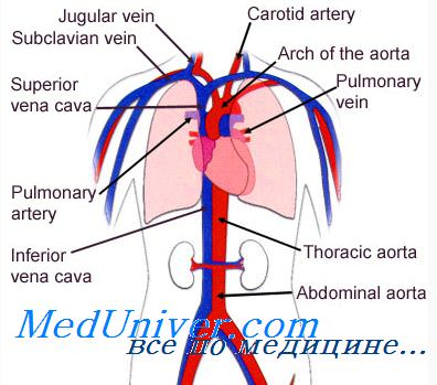 Артериальное венозное капиллярное давление крови thumbnail