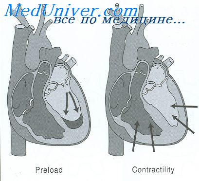 регуляция сердечного выброса