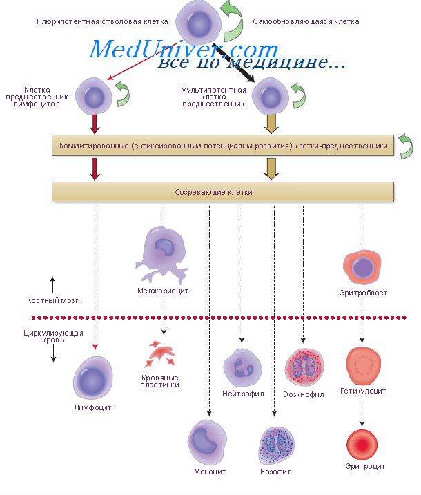 Созревание клетки. Эритропоэз клетки предшественники. Клетки предшественники у эозинофила. Клетка предшественница т лимфоцита. Клетки крови генез.