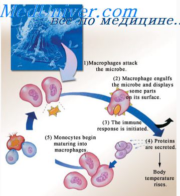 Роль лимфоцитов в обеспечении иммунитета thumbnail