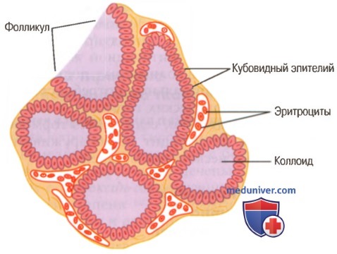 Гормоны щитовидной железы. Синтез гормонов щитовидной железы - йодная ловушка
