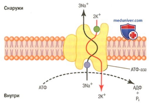 Роль Na-K-насоса. Активный транспорт ионов кальция и водорода в клетке