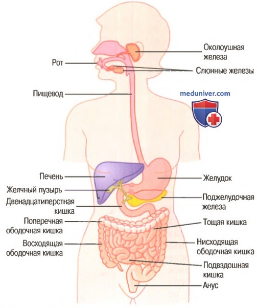 Физиология желудочно-кишечного тракта. Двигательная активность желудочно-кишечного тракта
