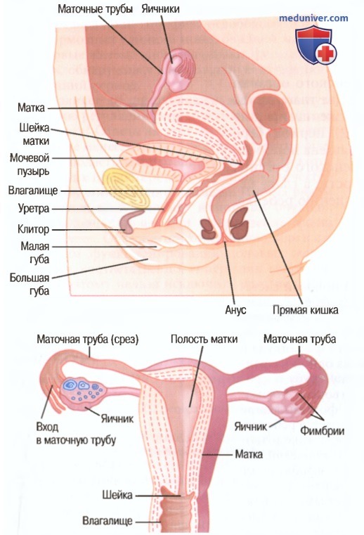 Строение женских половых органов | врач гинеколог Ананин Владимир Викторович город Красноярск