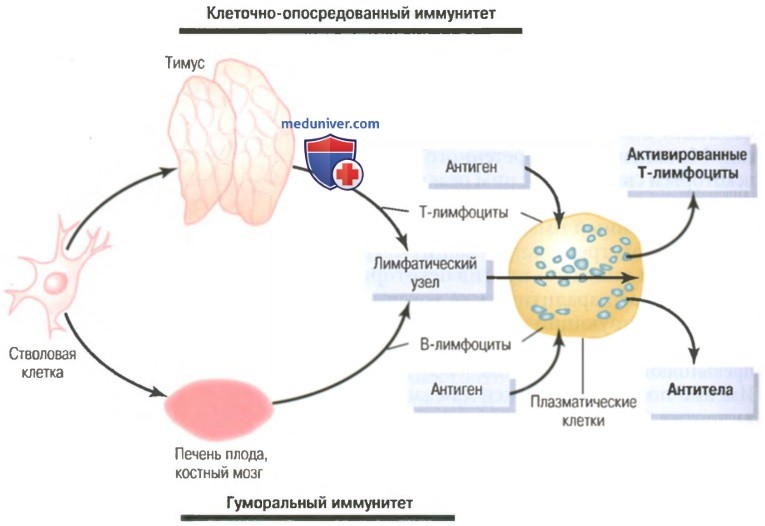 Т-лимфоциты и В-лимфоциты иммунитета