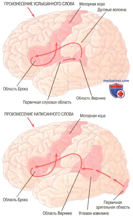 Спайки головного мозга. Мозолистое тело мозга функции. Передняя спайка мозга функции. Спайки большого мозга.