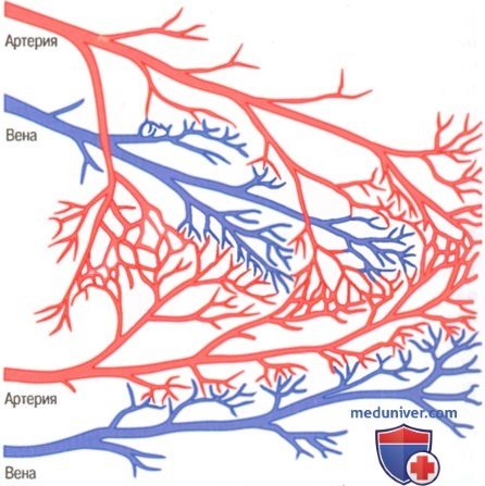Кровоток в скелетных мышцах. Регуляция кровотока в мышцах