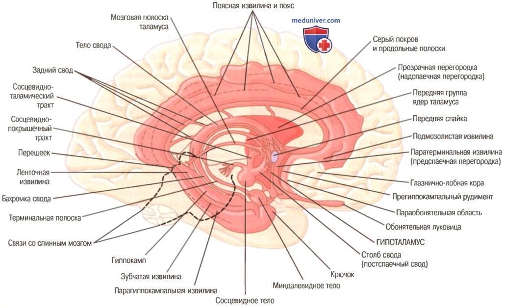 Лимбическая система головного мозга. Строение и составные части лимбической системы