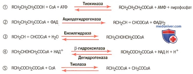 Бета окисление стеариновой кислоты уравнение реакции