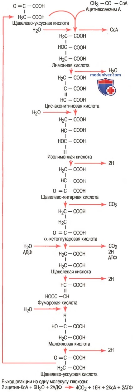 Цикл лимонной кислоты или цикл Кребса