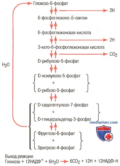 Высвобождение энергии из глюкозы через пентозофосфатный цикл. Превращение глюкозы в жиры